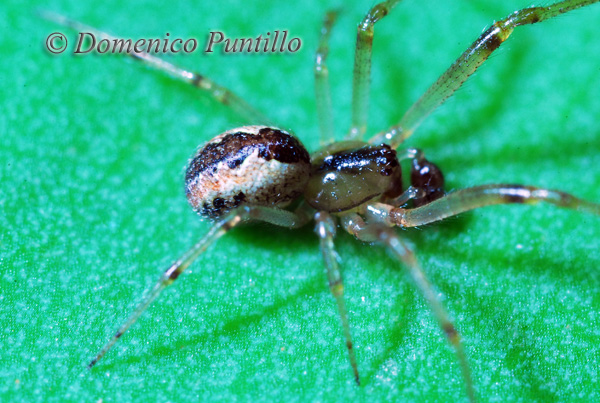 Anelosimus sp.